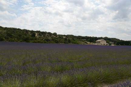 Clansayes - Lavender Field4